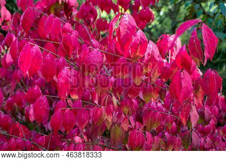 Bright Red Autumn Leaves Of Ornamental Shrub Euonymus Alatus Compactus