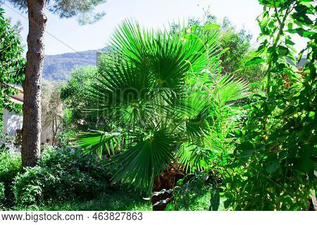 Green Palm Tree Leaves. Livistona Rotundifolia Palm Tree Close Up. Green Palm Foliage At The Sunligh