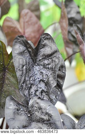 Colocasia Black Ripple , Colocasia Or Black Colocasia Plant And Colocasia Esculenta Or Colocasia Bla