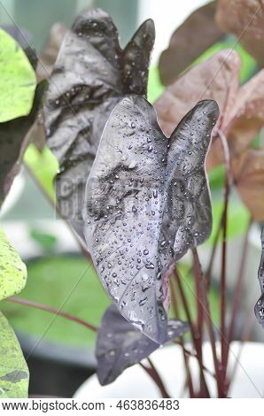 Colocasia Black Ripple , Colocasia Or Black Colocasia Plant And Colocasia Esculenta Or Colocasia Bla