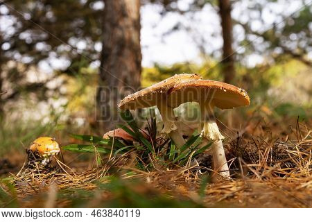 Family Of Fly Agaric In Dry Grass In The Autumn Forest Against The Background Of Sunlight. Dangerous