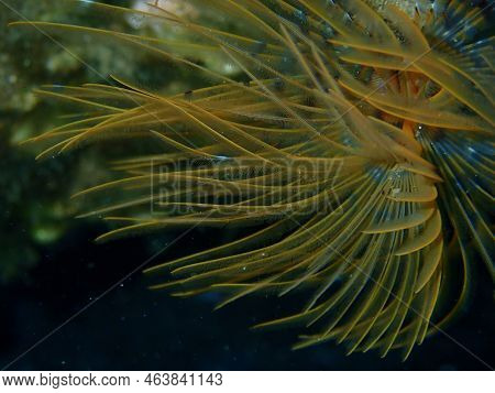 Marine Polychaete Mediterranean Fanworm Or Feather Duster Worm, European Fan Worm (sabella Spallanza