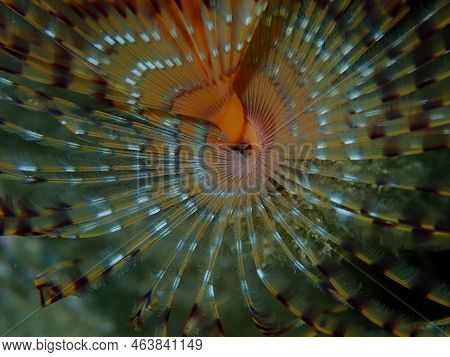 Marine Polychaete Mediterranean Fanworm Or Feather Duster Worm, European Fan Worm (sabella Spallanza