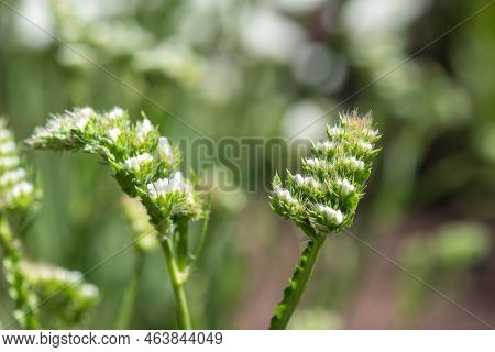 Wavyleaf Sea Lavender (limorium Sinuatum) Flowers
