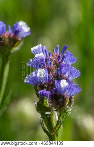 Wavyleaf Sea Lavender (limorium Sinuatum) Flowers