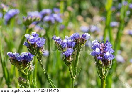 Wavyleaf Sea Lavender (limorium Sinuatum) Flowers