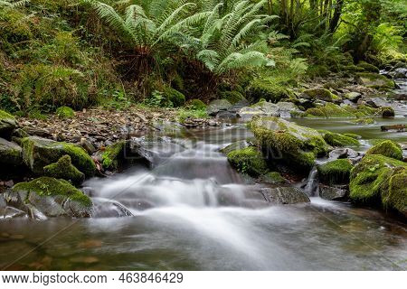 Horner Woods In Somerset