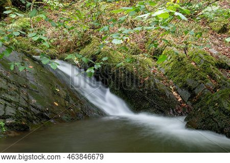 Horner Woods In Somerset