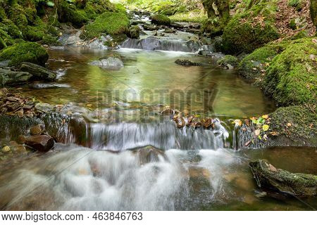 Horner Woods In Somerset
