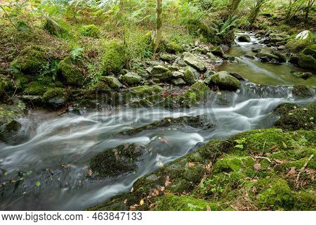 Horner Woods In Somerset