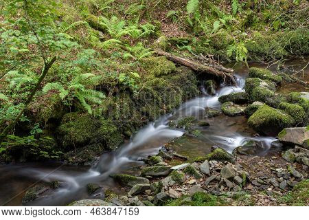 Horner Woods In Somerset