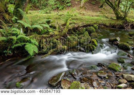 Horner Woods In Somerset