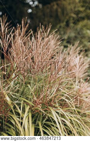 Abstract Natural Background Of Soft Plants Cortaderia Selloana. Pampas Grass On A Blurry Bokeh, Dry 