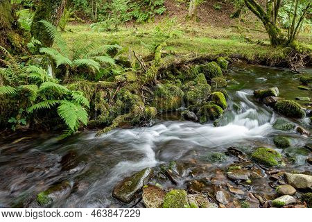 Horner Woods In Somerset