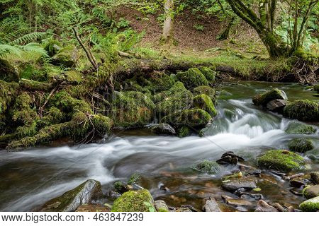 Horner Woods In Somerset
