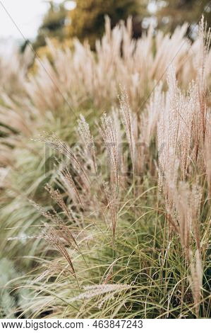 Abstract Natural Background Of Soft Plants Cortaderia Selloana. Pampas Grass On A Blurry Bokeh, Dry 