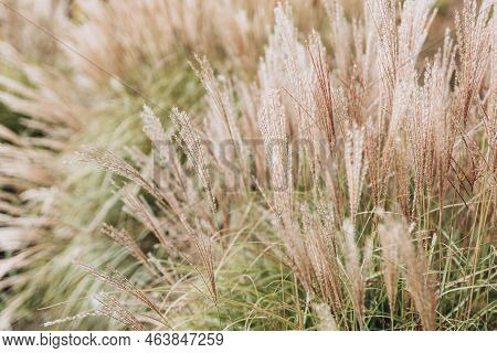 Abstract Natural Background Of Soft Plants Cortaderia Selloana. Pampas Grass On A Blurry Bokeh, Dry 