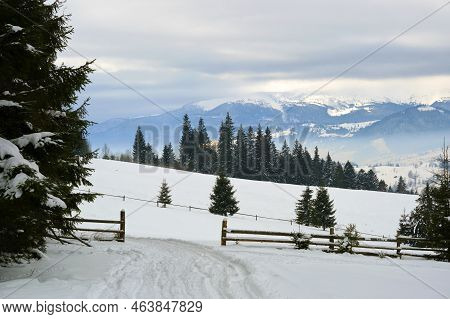 Winter Landscape With Dark Spruse Trees Of Snow Covered Forest In Cold Mountains.