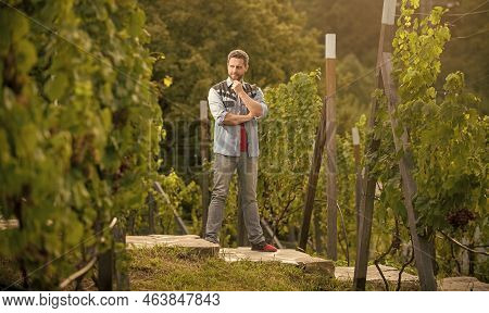 Pondering Handsome Wine Maker. Vintner At Winery. Farmer Vinedresser. Male Vineyard Owner.