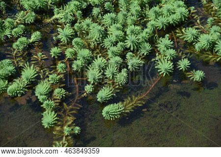 Parrot Feather Watermilfoil. Haloragaceae Perennial Emergent Plants Native To Brazil. A Plant That H