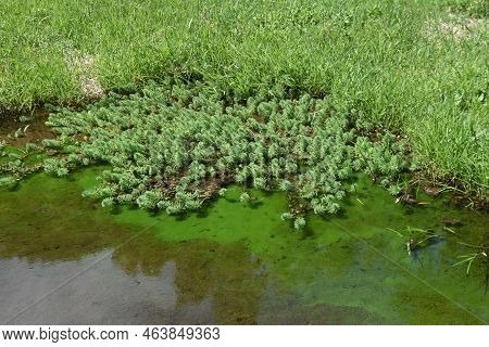 Parrot Feather Watermilfoil. Haloragaceae Perennial Emergent Plants Native To Brazil. A Plant That H
