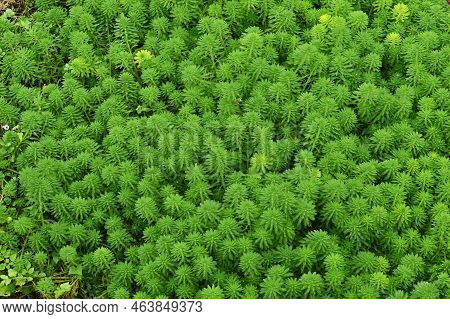 Parrot Feather Watermilfoil. Haloragaceae Perennial Emergent Plants Native To Brazil. A Plant That H