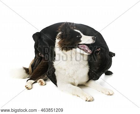 Young Yakutian Laika And Staffie In Front Of White Background