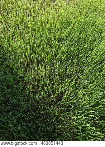 Winter Rye Grass Is Beginning To Sprout