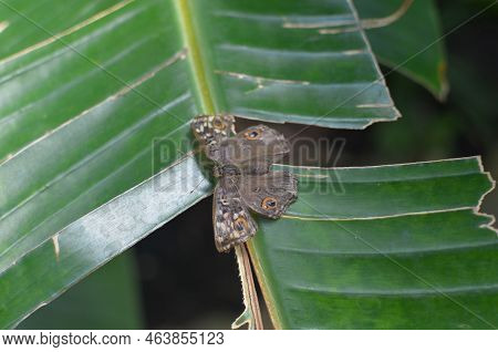 Beautiful Lemon Pansy Butterfly On Leaf Outdoors, Closeup