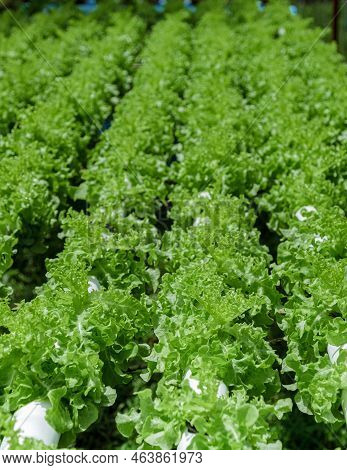 Salad Growing In A Pvc Pipe Organic Lettuces Grown In An Outdoors Hydrophonics System. Koh Kood Thai