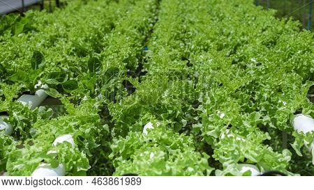 Salad Growing In A Pvc Pipe Organic Lettuces Grown In An Outdoors Hydrophonics System. Koh Kood Thai