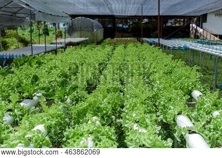 Salad Growing In A Pvc Pipe Organic Lettuces Grown In An Outdoors Hydrophonics System. Koh Kood Thai