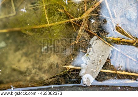 Selective Focus On A Section Of A Water Scorpion Insect Just Below The Water Surface.