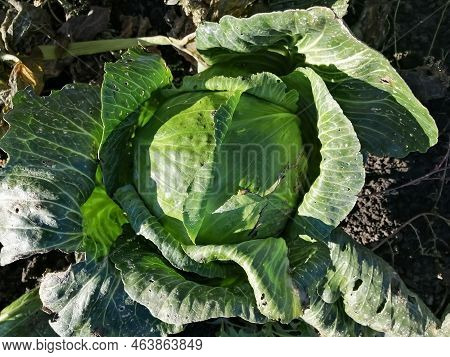 Big Cabbage On The Ground - The Leaves Are Illuminated By The Sun. Large, Green Leaves Of Winter Cab