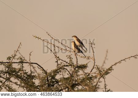 A Pair Of Indian Silverbill (euodice Malabarica), Perched Atop A Thorny Acacia Tree During Sunset At