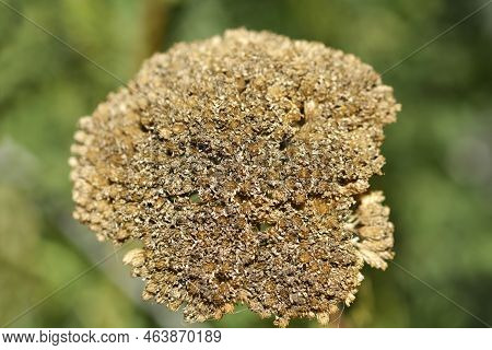 Yarrow Seed Head In The Garden In Summer