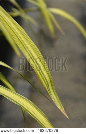 New Zealand Flax Leaf Detail In The Spring