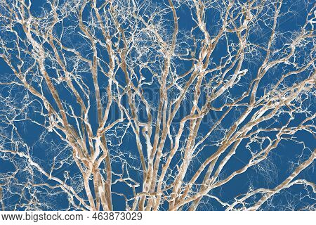 An Abstract, Contemporary, Psychedelic Looking Close-up Scene Of Hundreds Of Ghost-like Leafless Tre