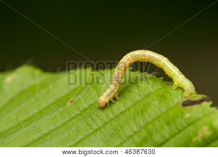 Geometr larva