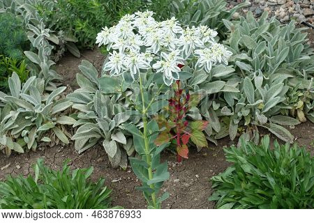 Florescence Of Euphorbia Marginata In Mid August