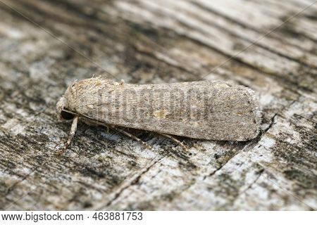 Detailed Closeup On An Adult Of The Beet Armyworm Moth, Spodoptera Exigua , An Agricultural Pest