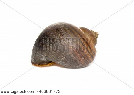 Image Of Apple Snail (pila Ampullacea) Isolated On White Background. Animal.