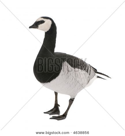 Barnacle ห่าน - Branta Leucopsis (+/-18 Mlonths)