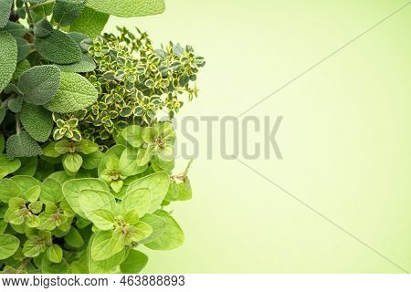 Fresh Herbs Oregano, Thyme, Sage On Light Green Background With Space For Text, Top View. Close-up.
