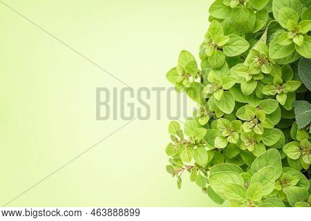 Fresh Herbs Oregano, Thyme, Sage On Light Green Background With Space For Text, Top View. Close-up.