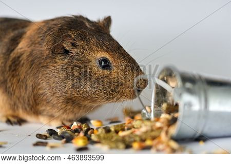 Cute Little Brown Guinea Pig Nibbles Pet Food On White Background. Domestic Guinea Pig. Guinea Pig E