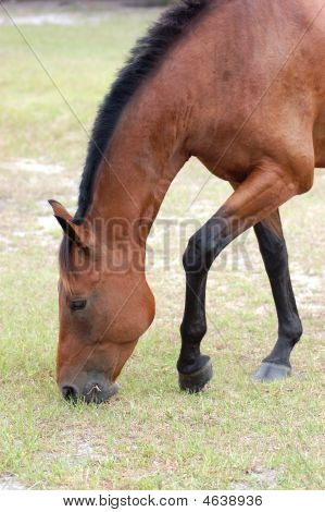Cheval manger herbe
