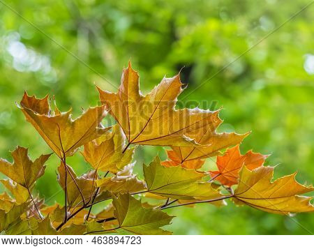 Tree Branch With Dark Red Leaves, Acer Platanoides, The Norway Maple Crimson King. Red Maple Acutifo