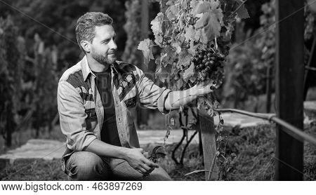 Enologist With Garden Scissors. Farmer Cut Grapevine. Vinedresser Cutting Grapes Bunch.