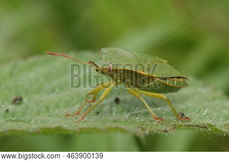 Detailed Closeup On The Green Shieldbug, Palomena Prasina Sitting On A Green Leaf